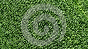 Aerial Top View Green Corn Field