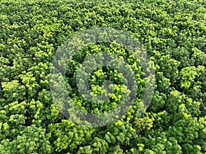 Aerial top view of green forest. Drone view of dense green trees in the forest capture CO2. Green trees background for carbon