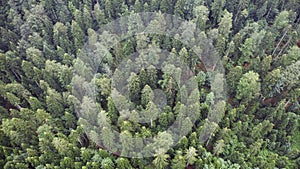 Aerial top view of the green pine rainforest