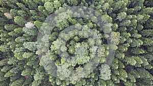 Aerial top view of the green pine rainforest