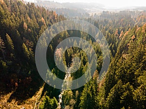 Aerial top view of green trees in forest in Slovakia. Drone photography. Rainforest ecosystem and healthy environment concept.