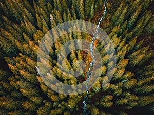 Aerial top view of green trees in forest in Slovakia. Drone photography. Rainforest ecosystem and healthy environment concept.