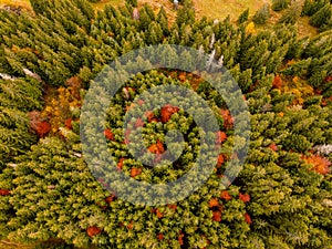 Letecký pohľad zhora na zahmlené lesné stromy v lese na Slovensku. Fotografovanie dronom. Ekosystém dažďového pralesa a zdravé životné prostredie konc