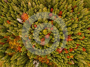 Letecký pohľad zhora na zahmlené lesné stromy v lese na Slovensku. Fotografovanie dronom. Ekosystém dažďového pralesa a zdravé životné prostredie konc