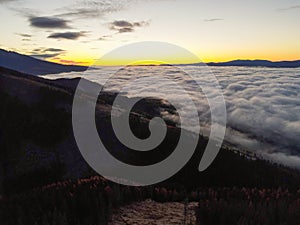 Aerial top view of  green trees in forest in Slovakia. Drone photography. Rainforest ecosystem and healthy environment concept.