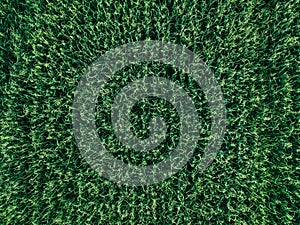 Aerial top view of green wheat or oat field. Abstract green background or wallpaper