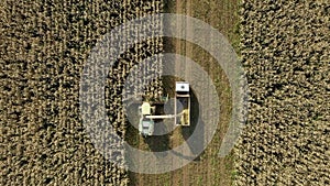 Aerial top view harvester collect ripe corn field and pour it in tractor trailer