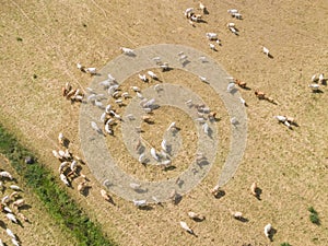 Aerial top view of a herd of the masses of many white an d brown cows walking in the countryside