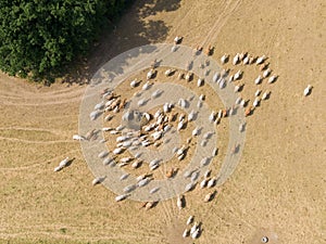 Aerial top view of a herd of the masses of many white an d brown cows walking in the countryside