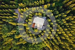Aerial top view of house between summer green and yellow pine trees in forest in rural