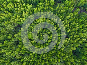 Aerial top view of lush green trees from above in tropical forest in national park and mountain or hill in summer season in