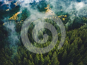 Aerial top view of misty forest with road in the mountains. Drone photography. Rainforest ecosystem and healthy environment concep