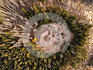 Letecký pohľad zhora na zahmlené lesné stromy v lese na Slovensku. Fotografovanie dronom. koncept zdravého životného prostredia. Hmlisté ráno