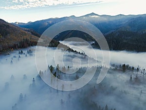 Letecký pohľad zhora na zahmlené lesné stromy v lese na Slovensku. Fotografovanie dronom. Ekosystém dažďového pralesa a zdravé životné prostredie konc