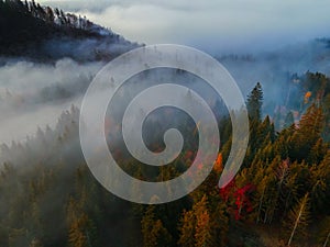 Letecký pohled shora na mlhavé lesní stromy v lese na Slovensku. Fotografování dronem. Ekosystém deštného pralesa a zdravé životní prostředí konc