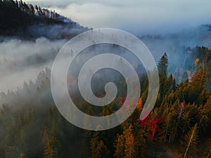 Aerial top view of  misty forest trees in forest in Slovakia. Drone photography. Rainforest ecosystem and healthy environment conc