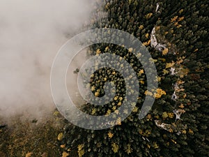 Letecký pohled shora na mlhavé lesní stromy v lese na Slovensku. Fotografování dronem. Ekosystém deštného pralesa a zdravé životní prostředí conce