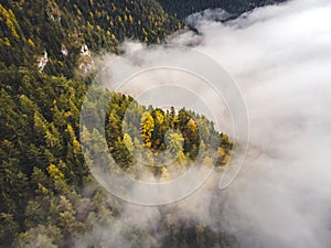 Letecký pohled shora na mlhavé lesní stromy v lese na Slovensku. Fotografování dronem. Ekosystém deštného pralesa a zdravé životní prostředí conce