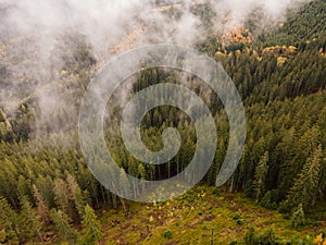 Aerial top view of misty forest trees in forest in Slovakia. Drone photography. Rainforest ecosystem and healthy environment conce