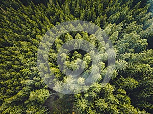 Letecký pohled shora na mlhavé lesní stromy v lese na Slovensku. Fotografování dronem. Ekosystém deštného pralesa a zdravé životní prostředí conce