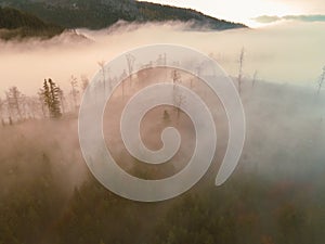 Letecký pohľad zhora na zahmlené lesné stromy v lese na Slovensku. Fotografovanie dronom. Ekosystém dažďového pralesa a zdravé životné prostredie konc