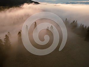Aerial top view of  misty forest trees in forest in Slovakia. Drone photography. Rainforest ecosystem and healthy environment conc