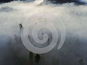 Letecký pohľad zhora na zahmlené lesné stromy v lese na Slovensku. Fotografovanie dronom. Ekosystém dažďového pralesa a zdravé životné prostredie konc