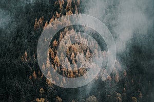 Letecký pohled shora na mlhavé lesní stromy v lese na Slovensku. Fotografování dronem. Ekosystém deštného pralesa a zdravé životní prostředí conce