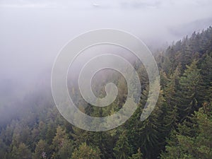 Aerial top view of misty forest trees in forest in Slovakia. Drone photography. Rainforest ecosystem and healthy environment conce