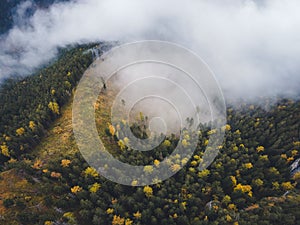 Letecký pohled shora na mlhavé lesní stromy v lese na Slovensku. Fotografování dronem. Ekosystém deštného pralesa a zdravé životní prostředí conce