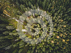 Letecký pohled shora na mlhavé lesní stromy v lese na Slovensku. Fotografování dronem. Ekosystém deštného pralesa a zdravé životní prostředí conce