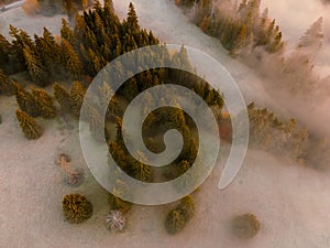 Letecký pohľad zhora na zahmlené lesné stromy v lese na Slovensku. Fotografovanie dronom. Ekosystém dažďového pralesa a zdravé životné prostredie konc