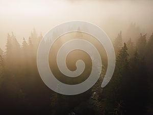 Aerial top view of  green trees in forest in Slovakia. Drone photography. Rainforest ecosystem and healthy environment concept.