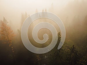 Aerial top view of green trees in forest in Slovakia. Drone photography. Rainforest ecosystem and healthy environment concept.