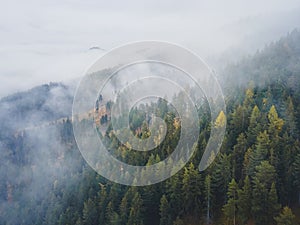 Letecký pohľad zhora na zahmlené lesné stromy v lese na Slovensku. Fotografovanie dronom. Ekosystém dažďového pralesa a zdravé životné prostredie conce