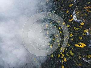 Letecký pohľad zhora na zahmlené lesné stromy v lese na Slovensku. Fotografovanie dronom. Ekosystém dažďového pralesa a zdravé životné prostredie conce