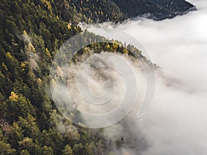 Letecký pohled shora na mlhavé lesní stromy v lese na Slovensku. Fotografování dronem. Ekosystém deštného pralesa a zdravé životní prostředí conce