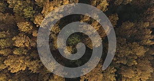 Aerial top view over field and autumn forest in the morning