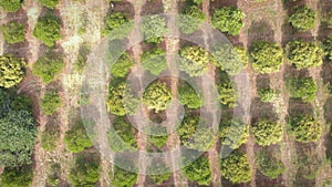 Aerial top view over of rows of orange trees in plantation. Citrus orchard with young green fruit trees. Tangerine and lemon trees