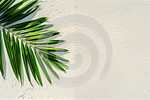 Aerial top view of palm leaf on the beach.