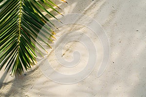 Aerial top view of palm leaf on the beach.