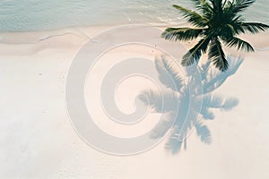 Aerial top view of palm leaf shadow on the beach.