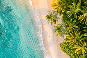 Aerial top view of palm trees on the beach