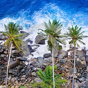 Aerial top view of palm trees and a rocky shore. Sea waves are breaking on the rocks on the beach