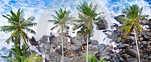Aerial top view of palm trees and a rocky shore. Sea waves are breaking on the rocks on the beach. Wide photo