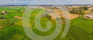 Aerial top view photo from flying drone of green rice fields in countryside Land with grown plants of paddy. Bali
