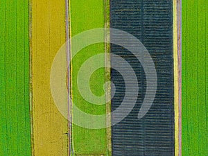 Aerial top view photo from flying drone of a land with sown green fields photo