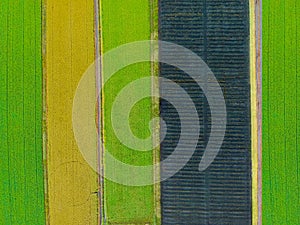 Aerial top view photo from flying drone of a land with sown green fields
