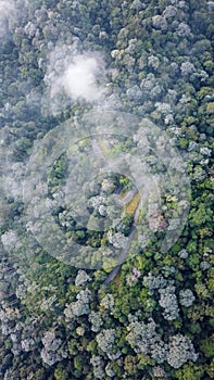 Aerial top view of a road in a green rainforest on a cloudy day