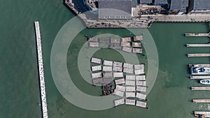 aerial top view of San Francisco\'s most iconic residents, the sea lions (seals)